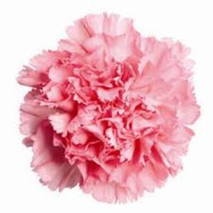 Doz. Boxed Carnations